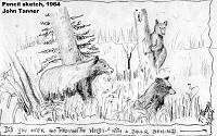 05_bears_pencil_sketch_1964
