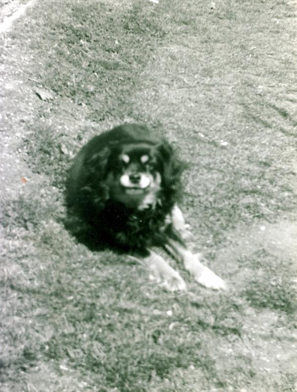 Blackie-01 Blackie was Ruth's first childhood dog.