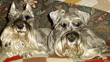 CosyJedX Cosy (left, was Ruth's second miniature schnauzer female). Jed was her son.  Both are now departed.