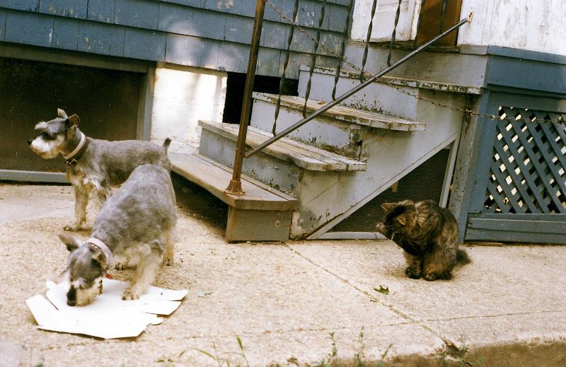 Farfel-Mitzi-Ballou_LittleSilver Departed pets: Farfel and Mitzi and (washing her face) Ballou, in 1977.