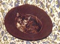 ballou-hat Ballou as a kitten, restis in my hat.