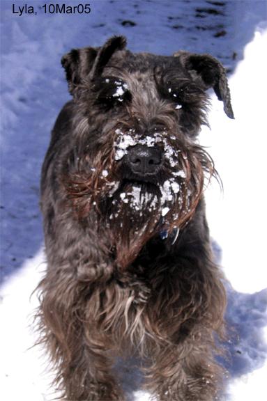 miss_snowface Lyla loves to shove her face into snow. Her nose melts the snow, but the snow stays on her muzzle, in a donut effect. Cute!
