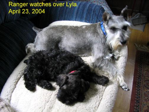 ranger-watches-over-lyla Someone to watch over me.