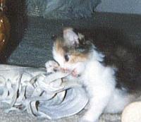 shoe-chew Pansy chews a sneaker.