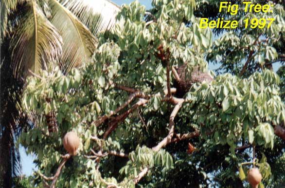 figtree Figs