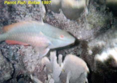 parrotfish Parrotfish