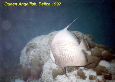 queenangelfish Queen angelfish