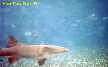 shark Nurse shark
