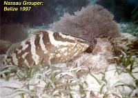 nassaugrouper Nassau grouper