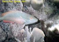 parrotfish Parrotfish