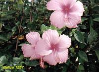 pink-hibiscus Pink hibiscus