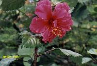red-hibiscus
