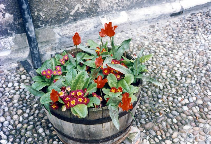 18 Flowers at King's College