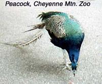 chyennemtnzoo-peacock Peacock at the Cheyenne Mountain Zoo, Colorado Springs.