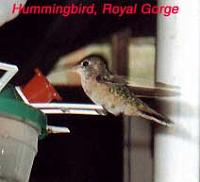 royalgorge-hummingbird