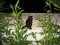 IMG_0903 This dinner guest was content with fish skins and a few bones.