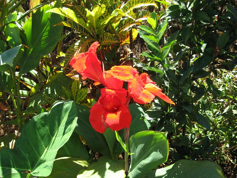 IMG_0745 Red canna lily.