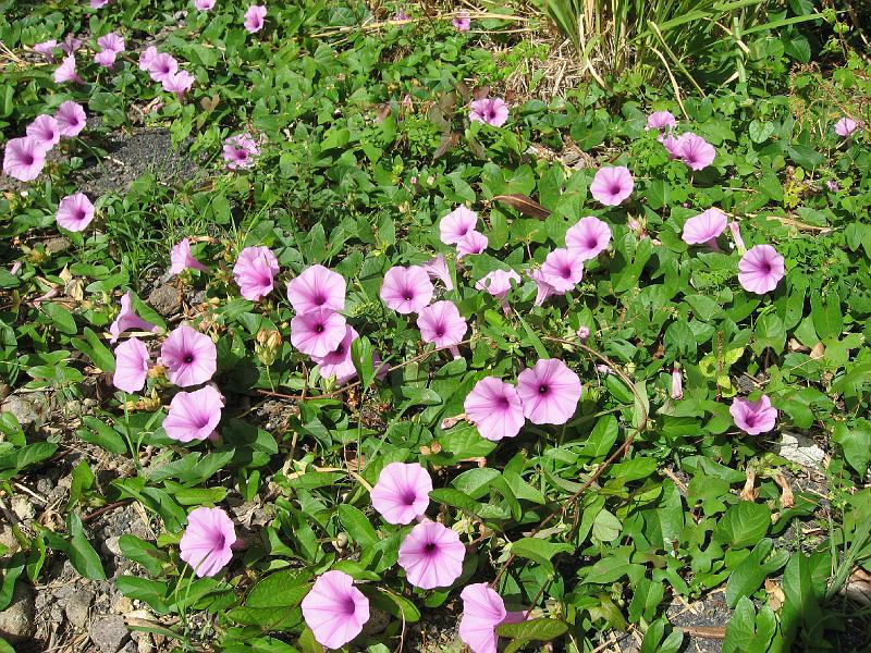 IMG_0754 Wild morning glories line our driveway.