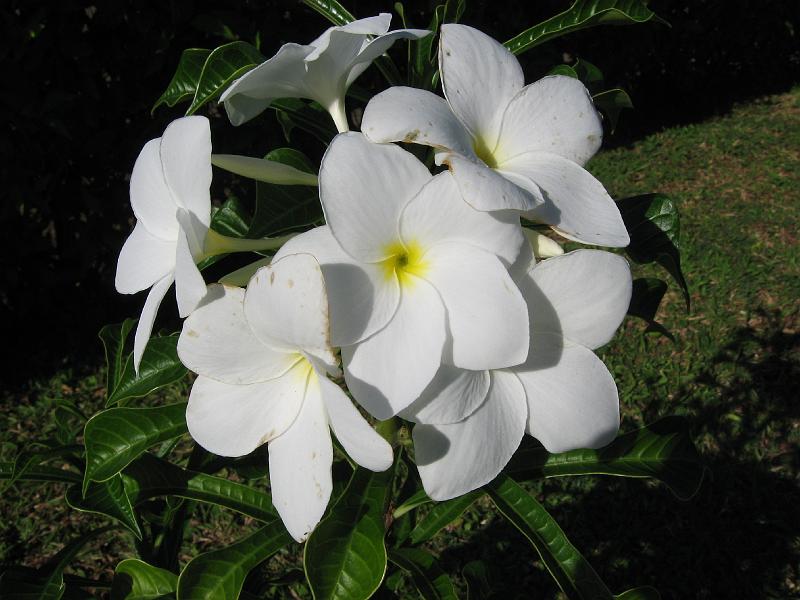 IMG_0774 We have a cutting and soon this flower will grow in our yard too.