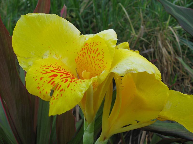 IMG_0798 Yellow canna lily.