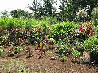 IMG_0740 We're expanding the garden a bit at a time.