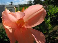 IMG_0741 Canna lilies are lovely.  We have them in pink, orange, red, and white.