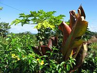 IMG_0742 We've removed the tall red leaf plant and the papaya tree.