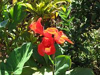 IMG_0745 Red canna lily.