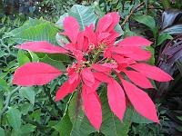 IMG_0749 Poinsettia for Christmas.