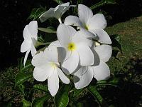 IMG_0774 We have a cutting and soon this flower will grow in our yard too.