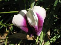 IMG_0775 This, I think, is a wild pea. Its flower is the same shape as a variety of wild pea that we know, and it also grows on a vine, but it is a much larger flower, about 2 inches wide, versus about a half-inch.  And it is violet and white, versus blue and white.