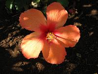 IMG_0874 Ruth brought this hibiscus from Massachusetts, where the whole plant never grwe over 4