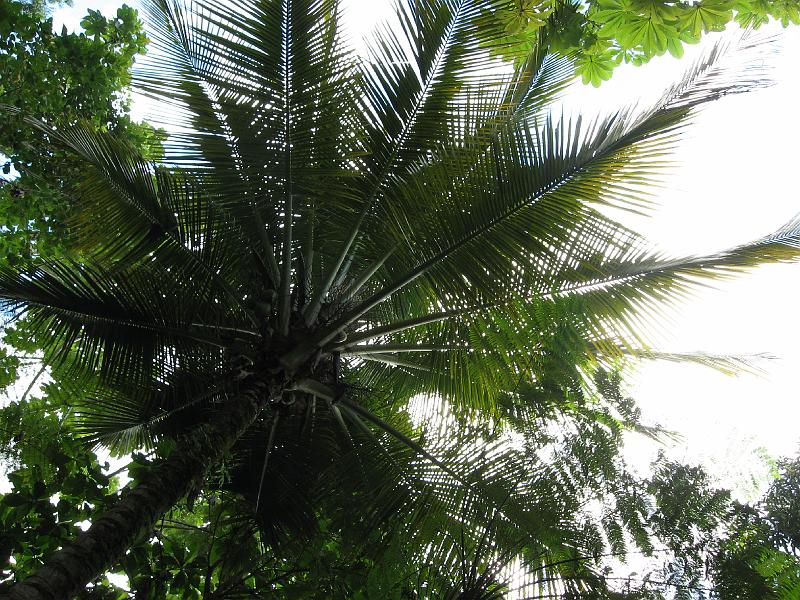 IMG_0819 A view skyward from a warm bath through the shade of a giant fern.