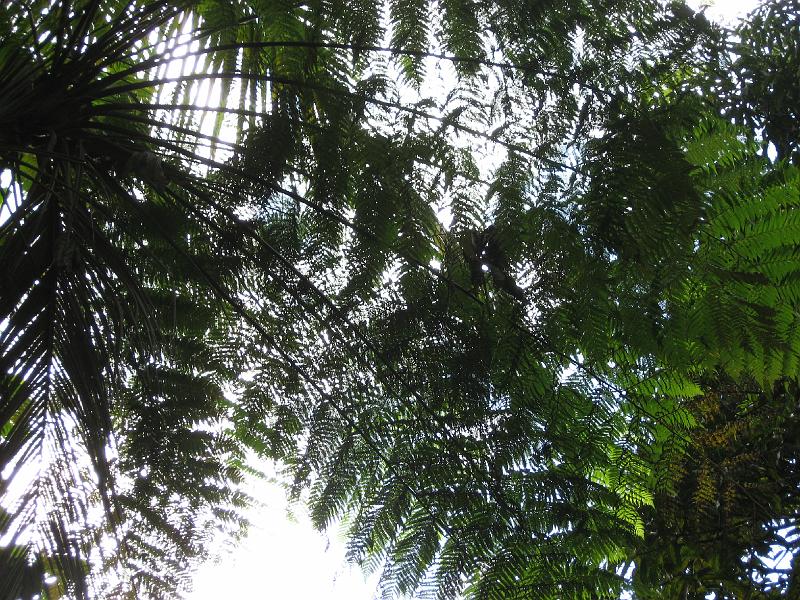 IMG_0820 Another skyward view.