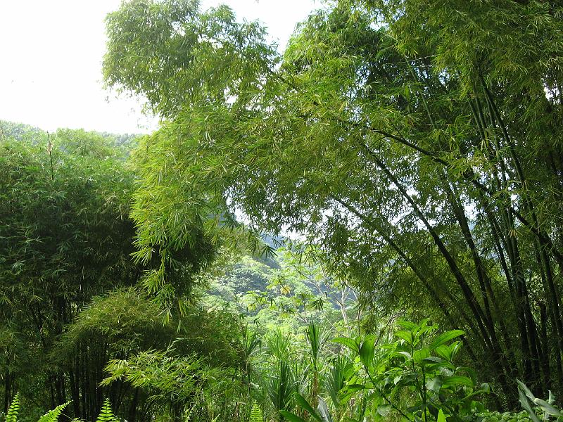 IMG_0821 A view out from the baths, through a bamboo grove.