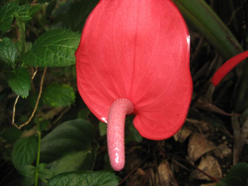 IMG_0827 Anthurium in a moist riverside grove.