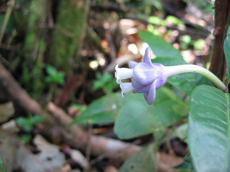 IMG_0859 A tiny wetlands wildflower.