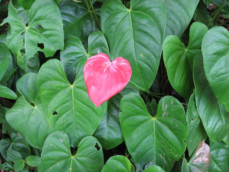 IMG_0871 Anthurium on the walk back from the falls.