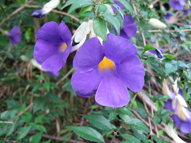 IMG_0872 More falls wildflowers.