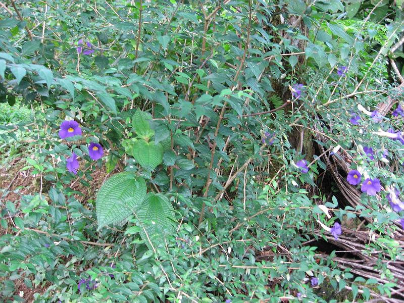 IMG_0873 Wildflowers greet us as we head towards Spanney's Falls (also known as Penrice Falls), a short walk from Spanney's bar on the main interior road.