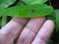 IMG_0818 I found this tiny frog nearly lifeless in a warm shower. Placed on a leaf, it revived and later hopped away.