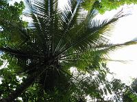 IMG_0819 A view skyward from a warm bath through the shade of a giant fern.