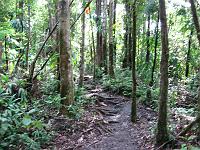 IMG_0858 Spanney's Falls trail.  The path to the first of the two falls is an easy walk, but the short distance to the second falls is a tough steep path that requires hauling oneself up the path with the aid of a rope.
