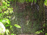 IMG_0860 Just before the first falls is a moist dripping cliff face adorned with flowers.