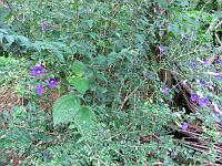 IMG_0873 Wildflowers greet us as we head towards Spanney's Falls (also known as Penrice Falls), a short walk from Spanney's bar on the main interior road.