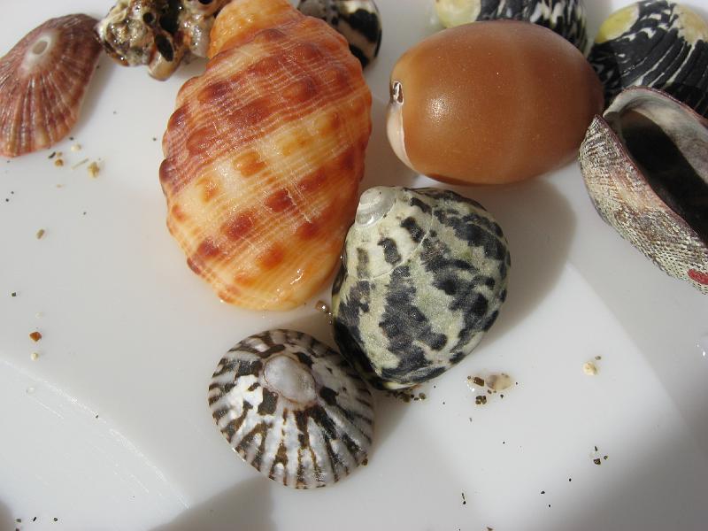 IMG_0771 An assortment in our bucket, before being cleaned of sand.