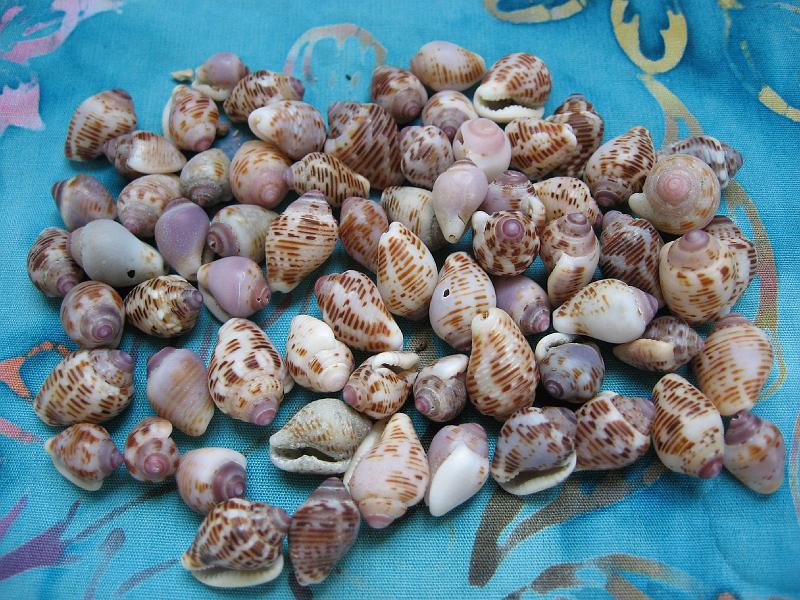 IMG_0884 Sorted and cleaned. Average size about 0.5