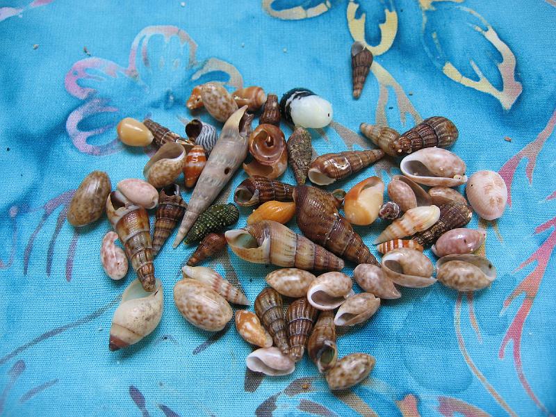IMG_0886 The long pointed auger shells usually housed a terrestrial hermit crab, and we left those on the beach.  They ranged in length from about 1.5