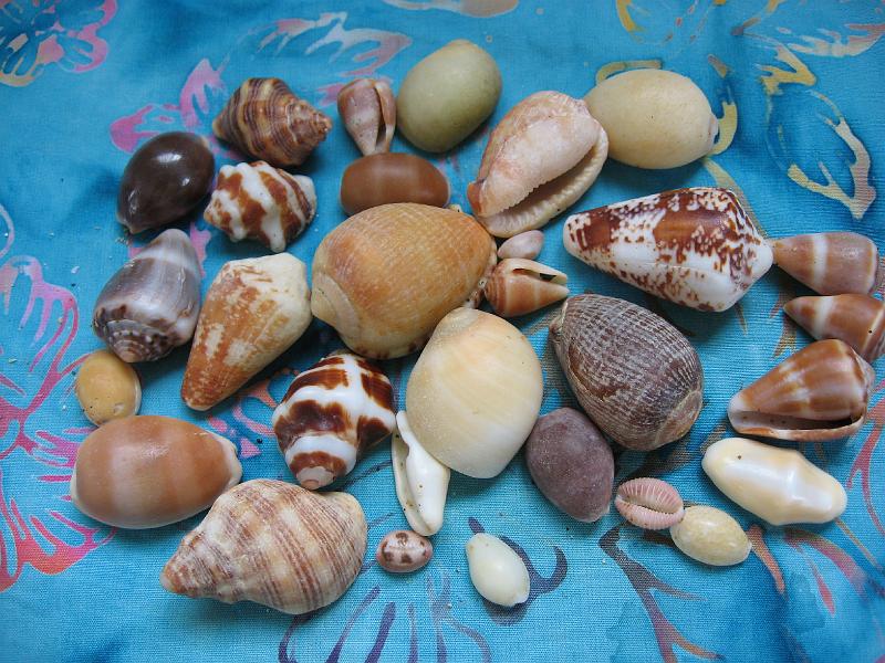 IMG_0888 Aren't these lovely?