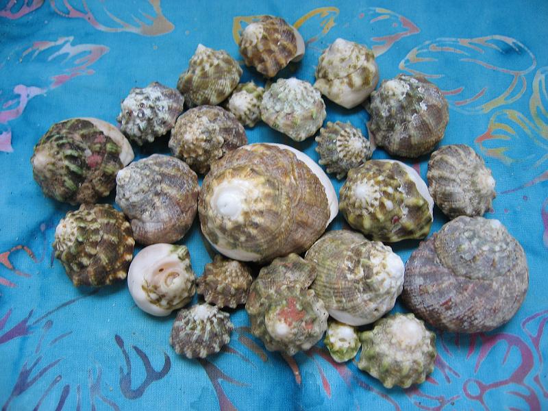 IMG_0889 And these too?